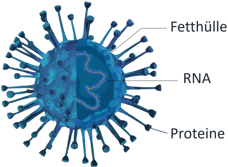 Corona-Virus Corona-Virus